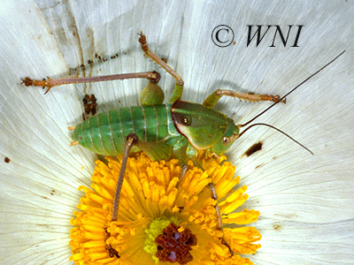 Haldeman's Shieldback (Pediodectes haldemanii)